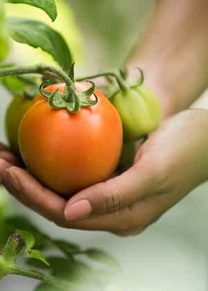 Growing a Better Tomorrow - MK体育